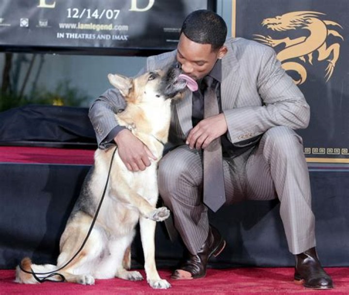 Am Legend Dog Now
