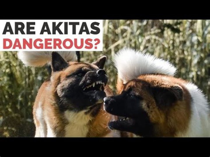 Are Akitas On The Dangerous Dogs List Uk