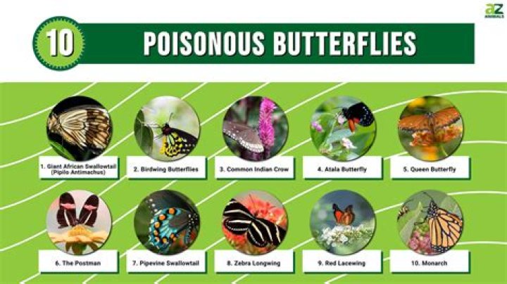 Are All Butterflies Poisonous To Dogs