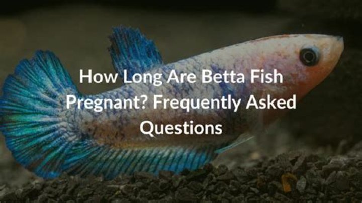 Are Betta Fish Pregnant