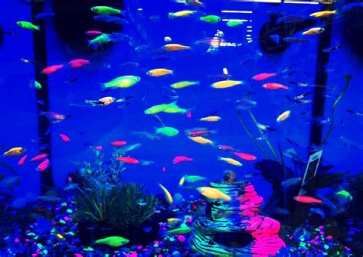 Are Black Lights Ok For Fish Tanks