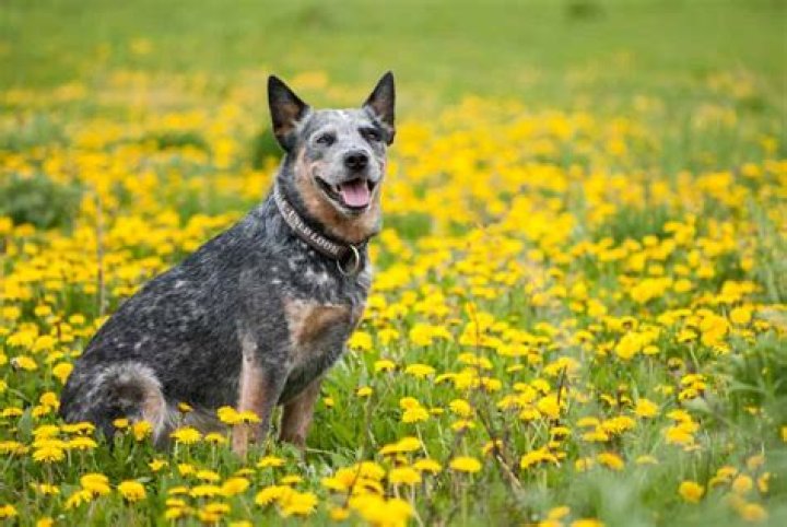 Are Blue Heelers Good With Children And Other Dogs