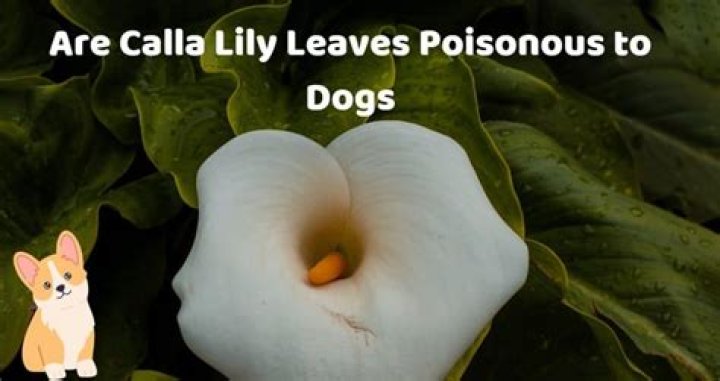 Are Calla Lily Dangerous For Dogs