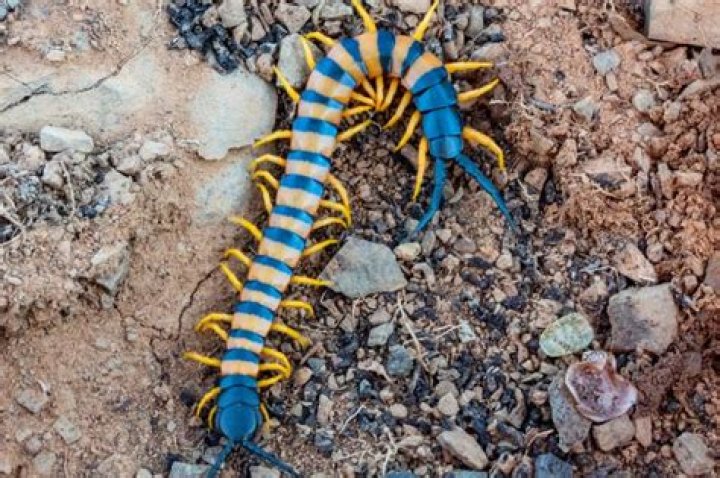 Are Centipedes And Millipedes Poisonous To Dogs