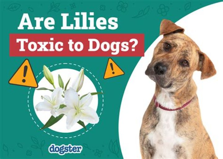 Are Day Lilies Toxic To Dogs