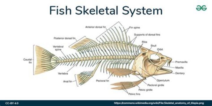 Are Fish Bones Bone