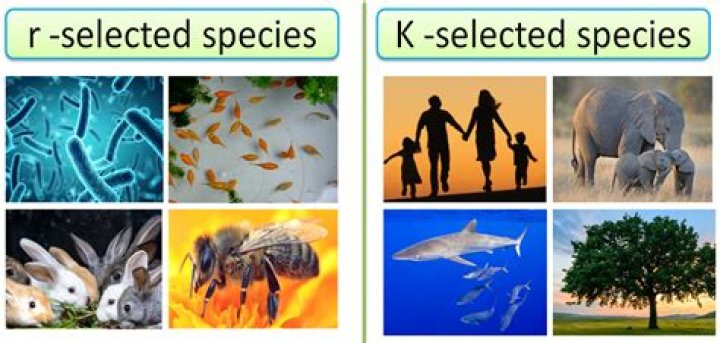 Are Fish R-Selected Species