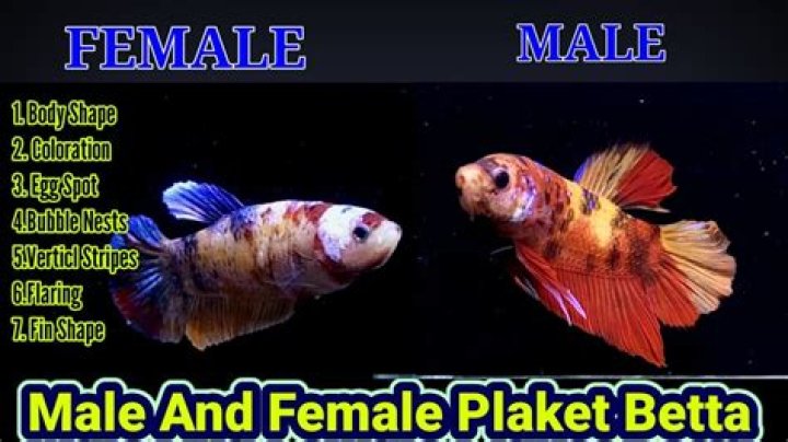 Are Male Or Female Betta Fish More Aggressive