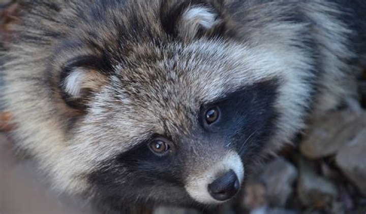 Are Raccoon Dogs Good Pets