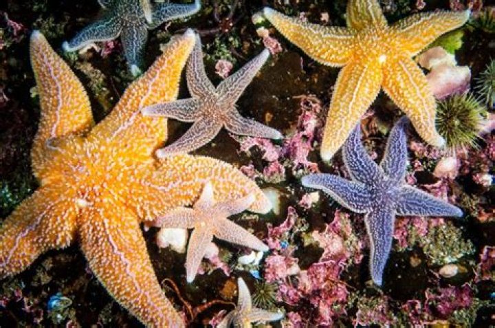 Are Starfish Freshwater Fish