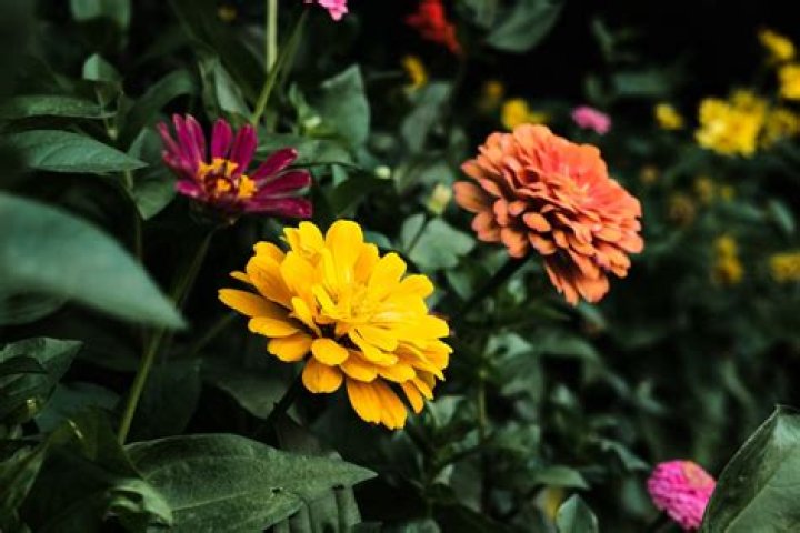 Are Zinnia Plants Bad For Dogs