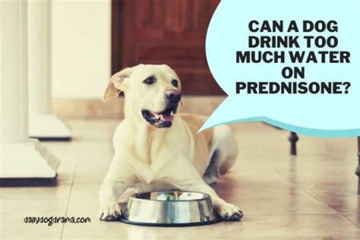 Can A Dog Drink Too Much Water On Prednisone