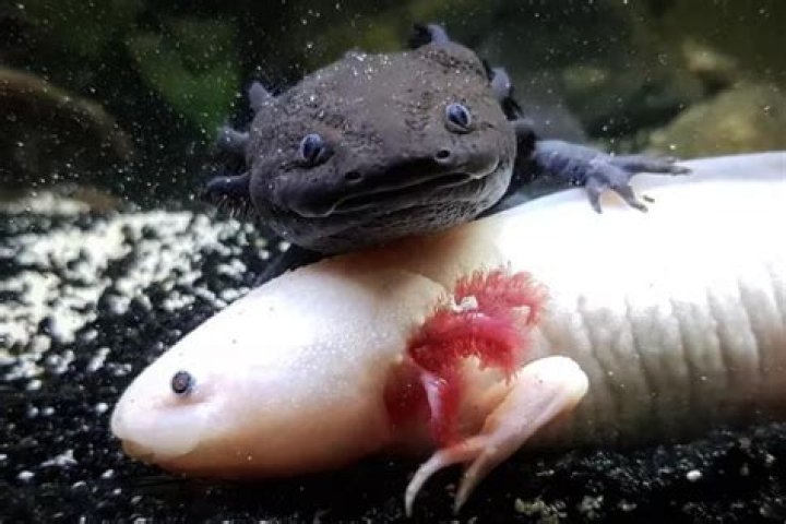 Can Axolotls Be Kept With Fish