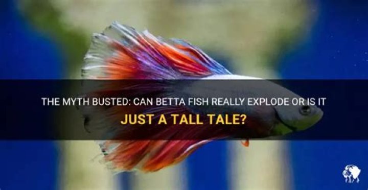 Can Betta Fish Explode