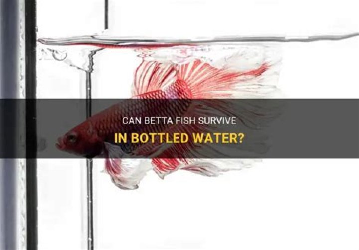 Can Betta Fish Survive In Distilled Water