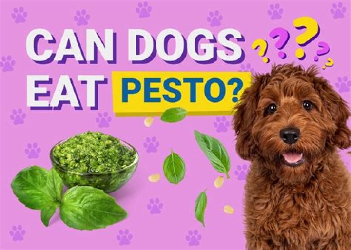 Can Dogs Eat Pesto