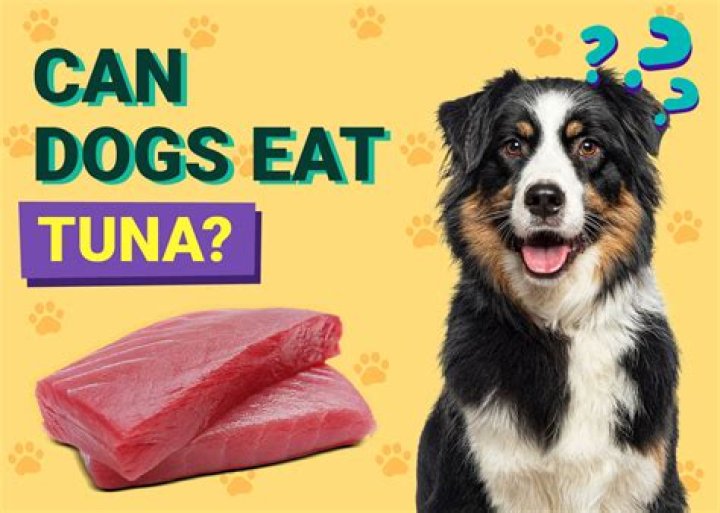 Can Dogs Have Tuna Salad