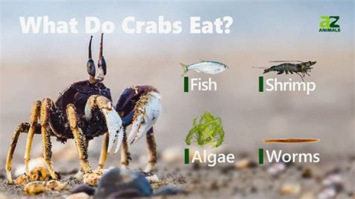 Can Fish Eat Crabs