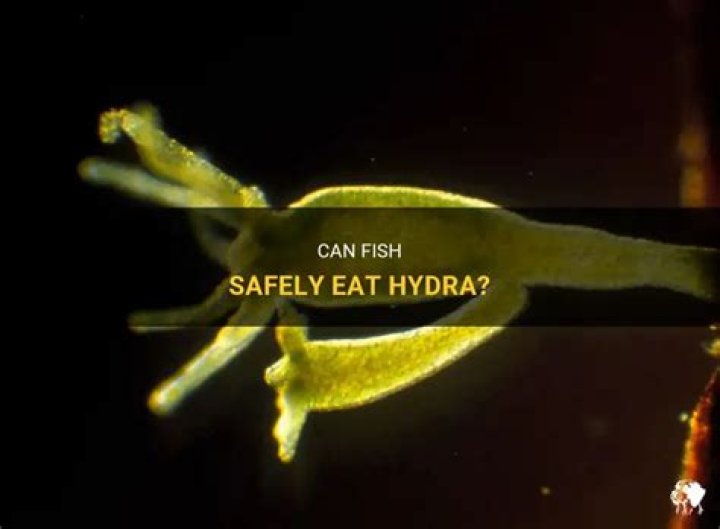 Can Fish Eat Hydra