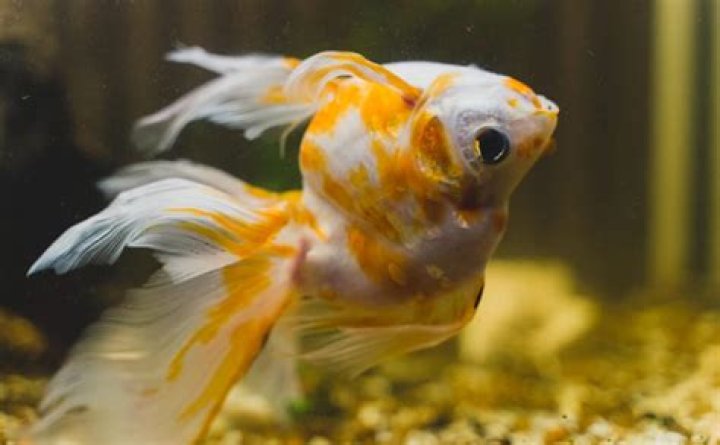 Can Fish Heal Ammonia Burns