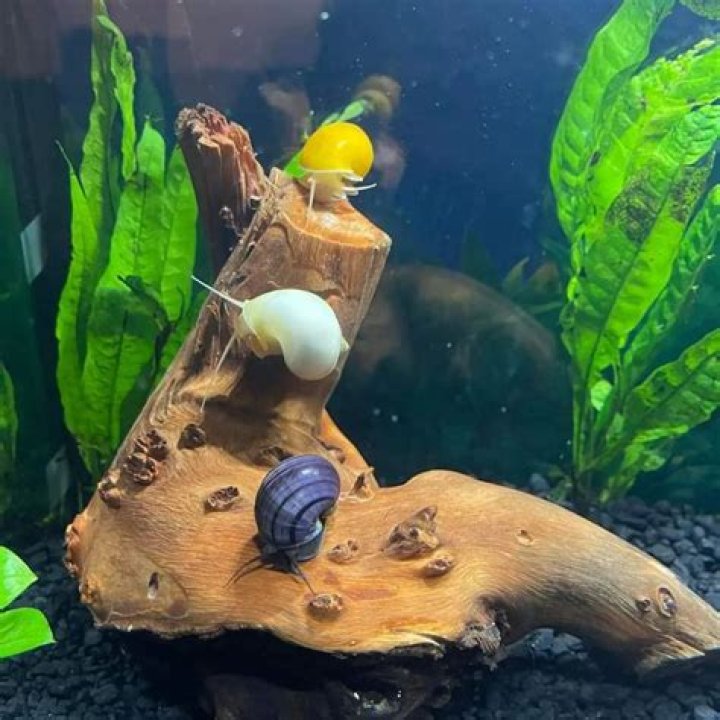 Can Freshwater Snail Live With A Betta Fish