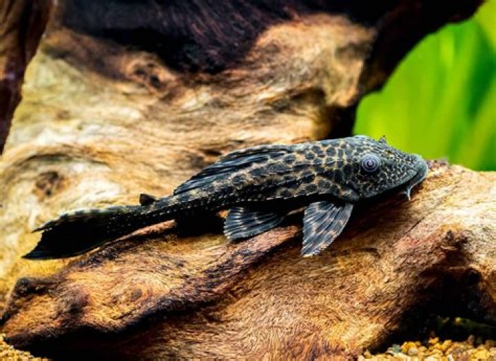 Can I Eat A Pleco Fish