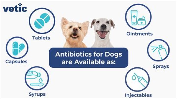 Can You Give A Dog Antibiotics 2 Hours Early
