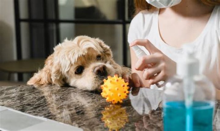 Can You Use Dettol On Dogs Paws