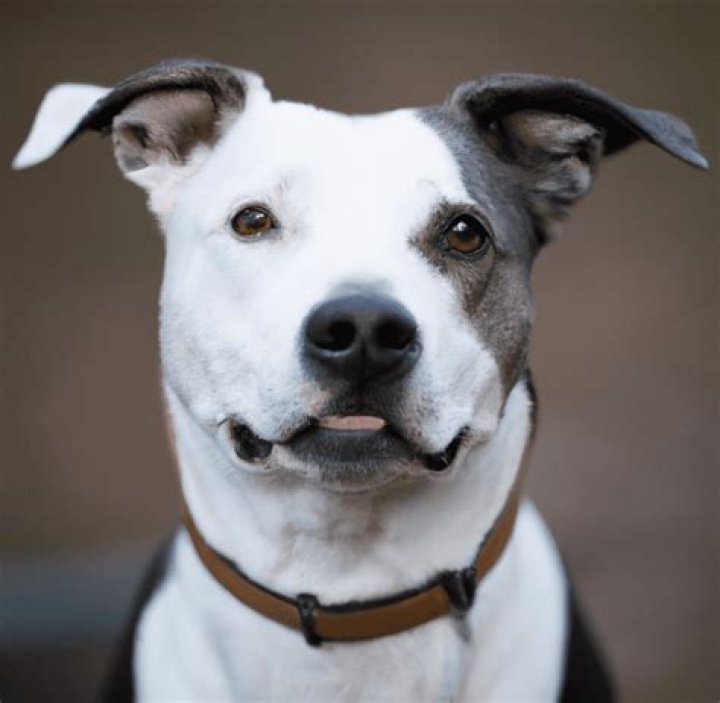 Do Bordercollie Pitbull Mix Maks A Good Dog