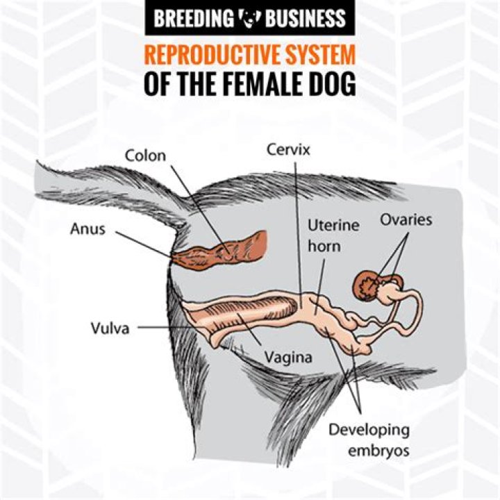 Do Dogs Have Vaginas