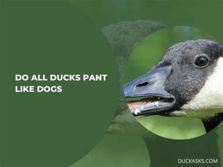 Do Ducks Pant Like Dogs