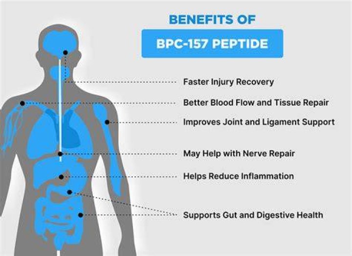 Does Bpc 157 Help Repair Penis Blood Vessels