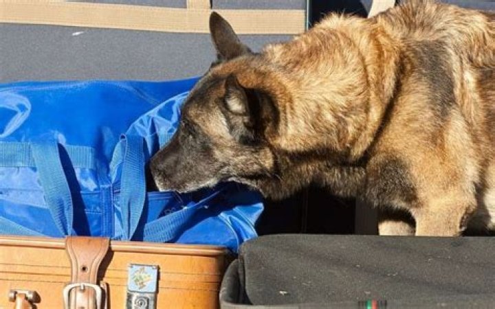 Does Ups Use Drug Dogs