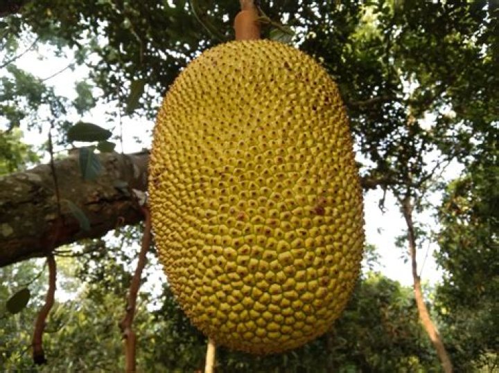 For Which Fruit Is The Us State Of Georgia Famous