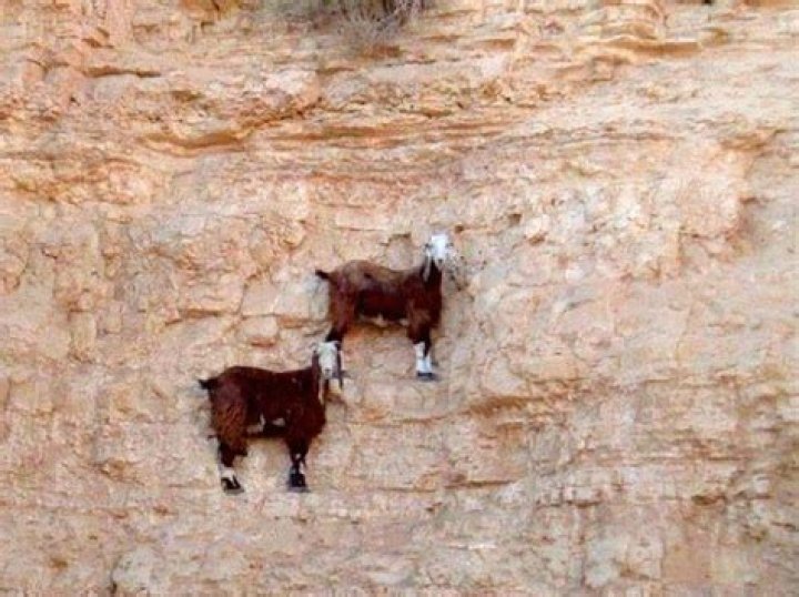 How Do Goats Climb Walls