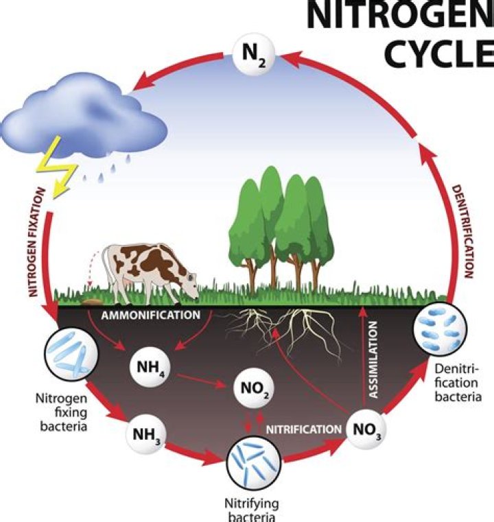 How Does Nitrogen Enriched Fertilizers Impact The Nitrogen Cycle