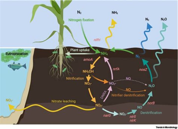 How Does Nitrogen Fertilizer Affect The Nitrogen Cycle