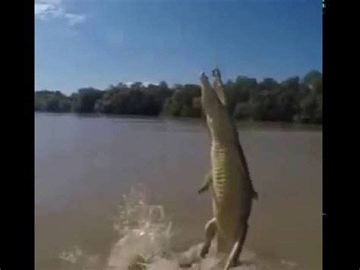 How High Can An Alligator Jump