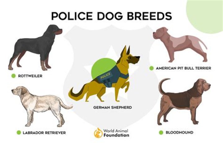 How Long Are Dogs Police Dogs