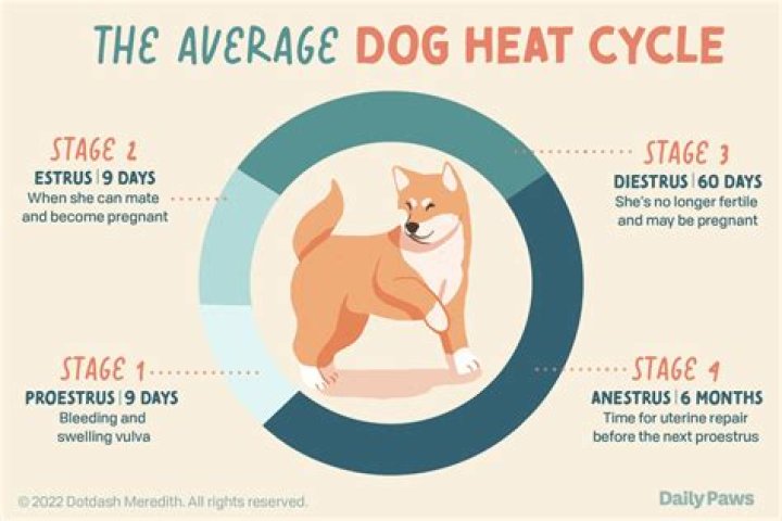 How Long Are Husky Dogs In Heat