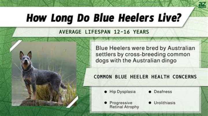 How Long Do Blue Heeler Dogs Live
