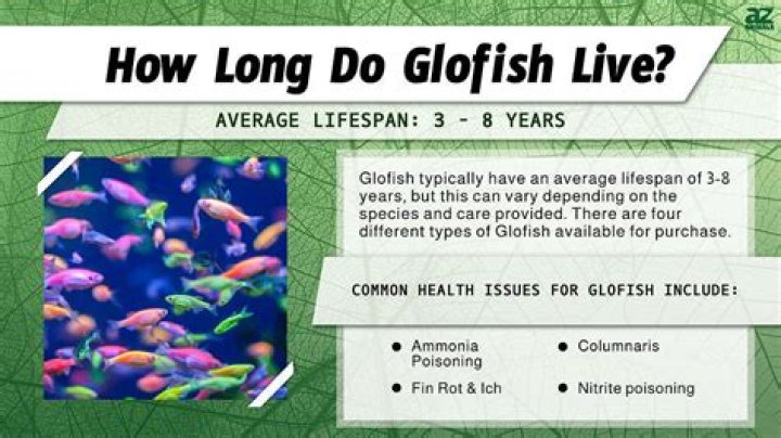 How Long Do Glofish Fish Live