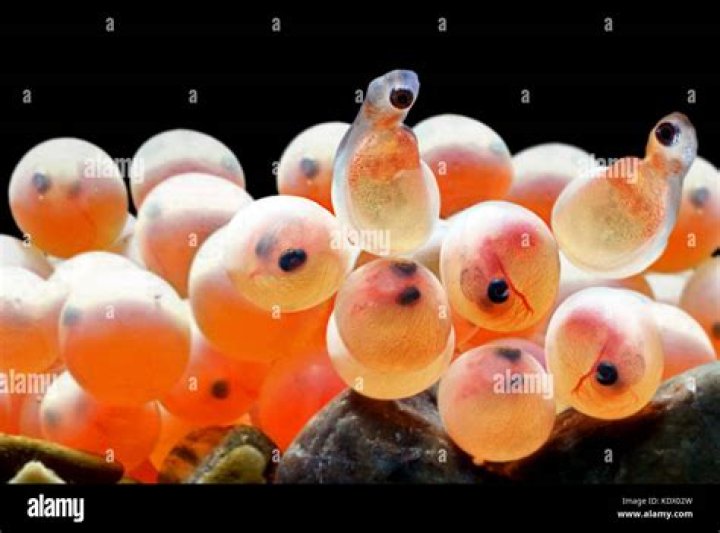 How Long Till Fish Eggs Hatch