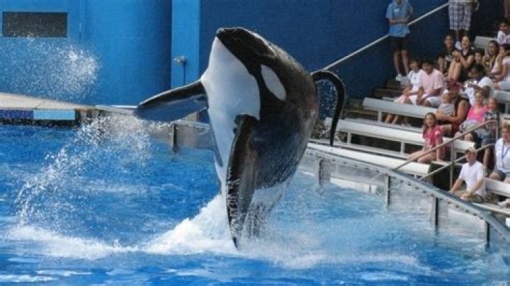 How Many People Has Tilikum Killed