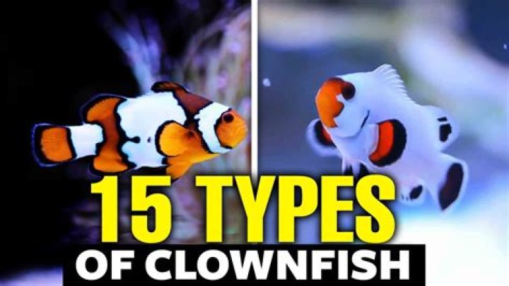 How Much Are Clowns Fish