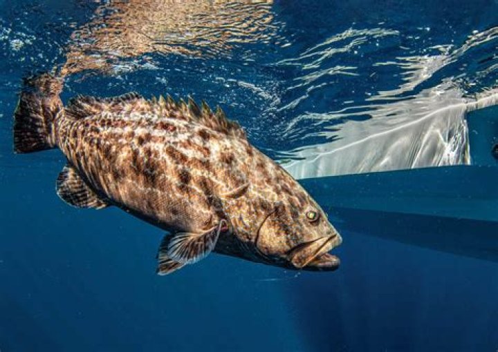 How Much Can You Get For A Grouper Fish
