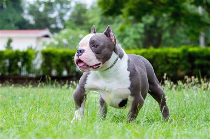How Much Does A American Bully Dog Cost