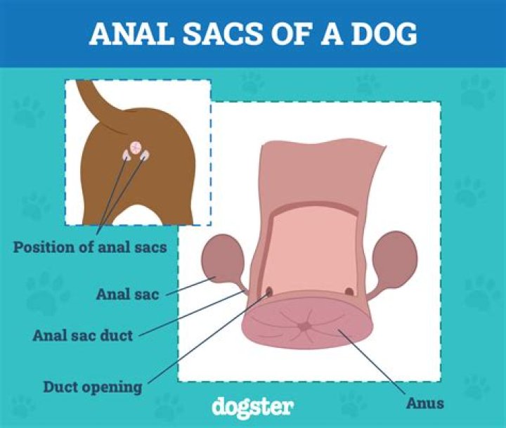 How Much Pumpkin To Give A Dog For Anal Glands