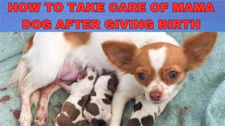 How Much Should A Dog Bleed After Giving Birth