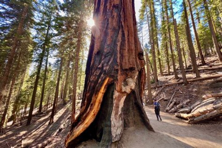 How Old Are Sequoia Trees In Yosemite